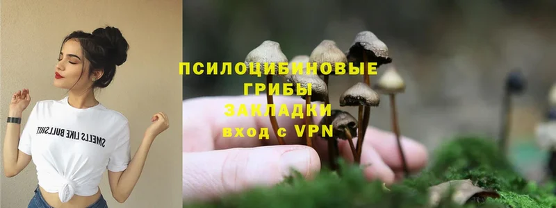 что такое   Котлас  Галлюциногенные грибы Magic Shrooms 