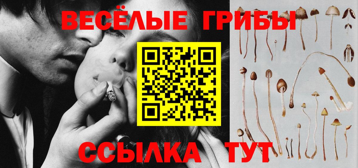 Галлюциногенные грибы Psilocybe Котлас
