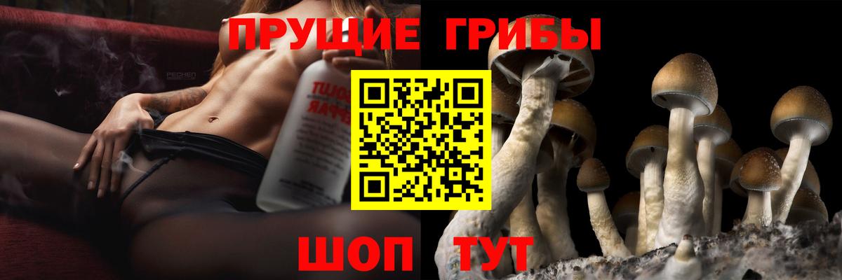 Котлас  Галлюциногенные грибы Psilocybine cubensis  Вход с VPN 